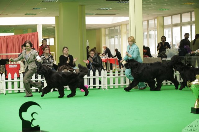 Фото: ньюфаундленд Бегущая по Волнам Дансинг Квин (Beguschaya po Volnam Dancing Queen), ньюфаундленд Акватория Келвин Килиманджаро (Aquatoriya Kelvin Kilimandzharo)