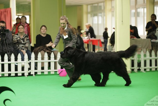 Фото: ньюфаундленд Сент Джонс Дора (Sent Djons Dora)