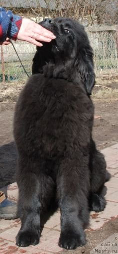 Фото: ньюфаундленд Дар Свезы Белив Ми (Dar Svezy Believe Me)