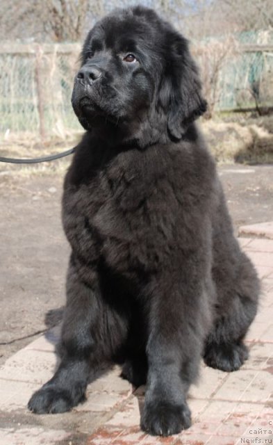 Фото: ньюфаундленд Дар Свезы Белив Ми (Dar Svezy Believe Me)