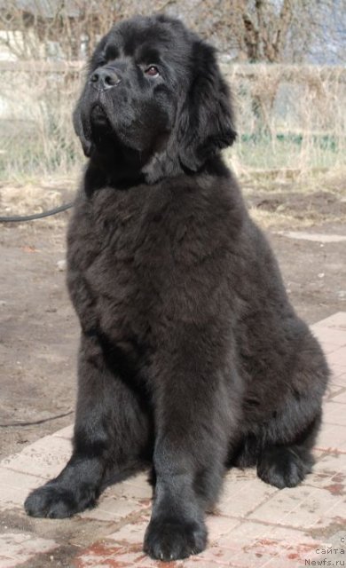 Фото: ньюфаундленд Дар Свезы Белив Ми (Dar Svezy Believe Me)