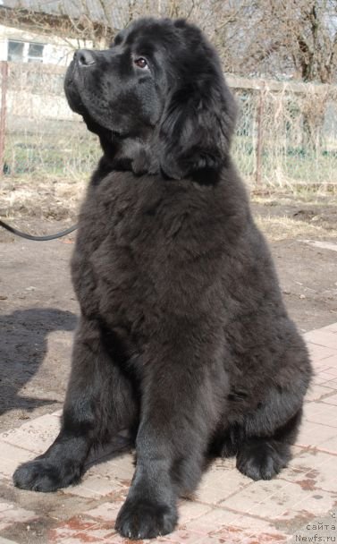 Фото: ньюфаундленд Дар Свезы Белив Ми (Dar Svezy Believe Me)