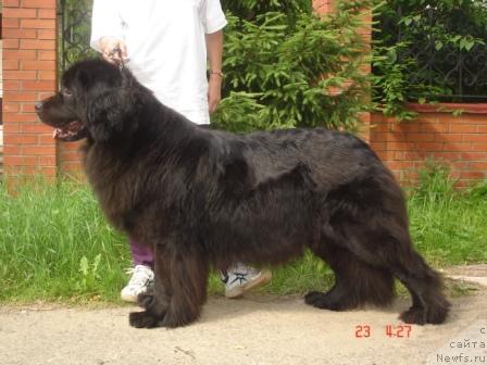 Фото: ньюфаундленд Сент Джонс Дора (Sent Djons Dora)