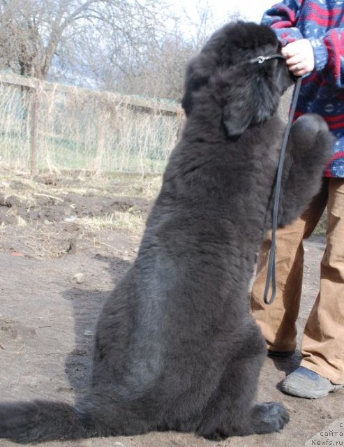 Фото: ньюфаундленд Дар Свезы Белив Ми (Dar Svezy Believe Me)