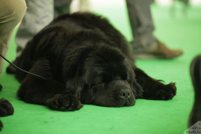 Фотография № 94006