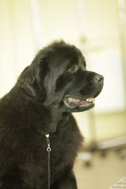 Фотография № 94008