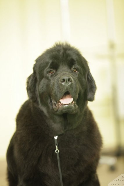 Фотография № 94009