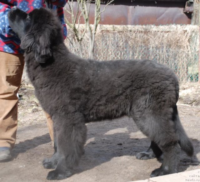 Фото: ньюфаундленд Дар Свезы Белив Ми (Dar Svezy Believe Me)