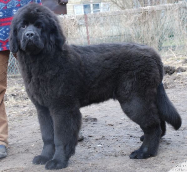 Фото: ньюфаундленд Дар Свезы Белив Ми (Dar Svezy Believe Me)