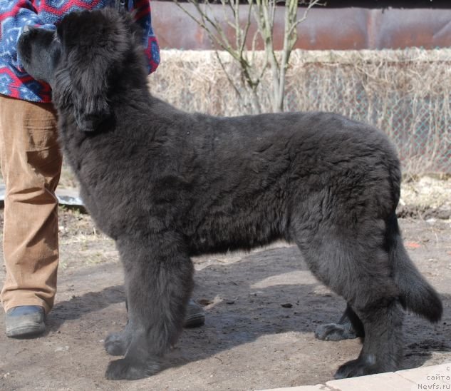 Фото: ньюфаундленд Дар Свезы Белив Ми (Dar Svezy Believe Me)