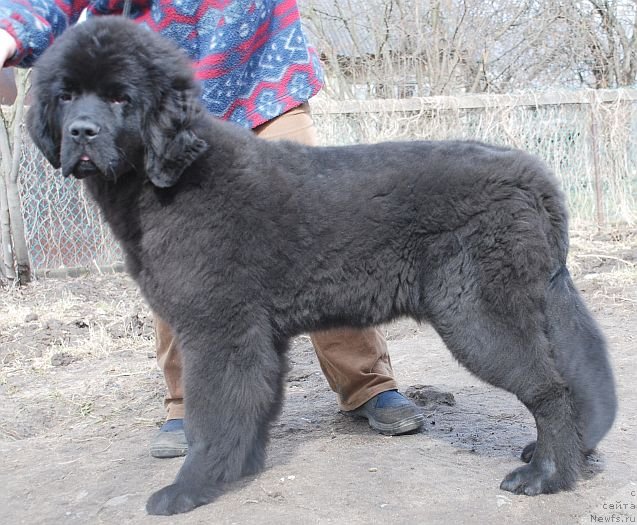 Фото: ньюфаундленд Дар Свезы Белив Ми (Dar Svezy Believe Me)