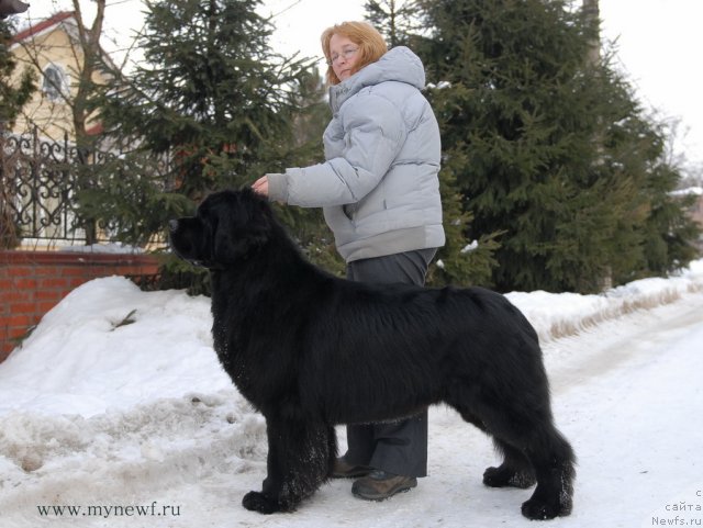 Фото: ньюфаундленд Сент Джонс Ричард Блек Голд (Sent Djons Richard Black Gold)