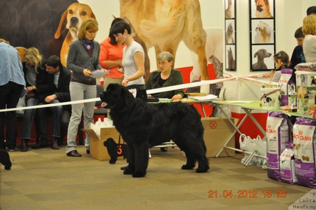 Фотография № 94031