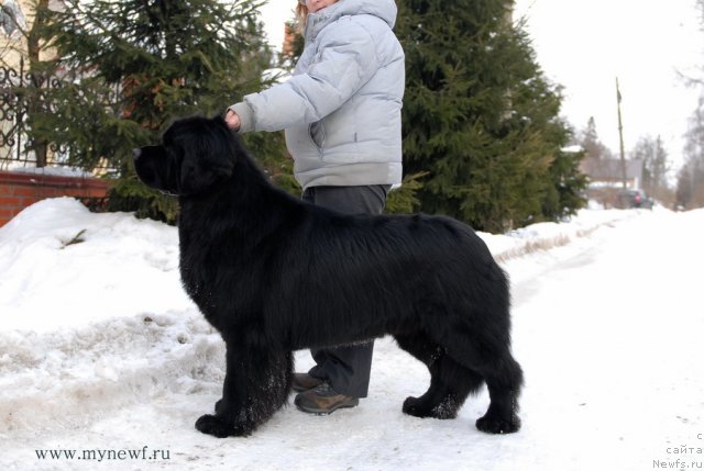 Фото: ньюфаундленд Сент Джонс Ричард Блек Голд (Sent Djons Richard Black Gold)