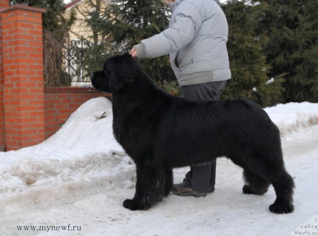Фото: ньюфаундленд Сент Джонс Ричард Блек Голд (Sent Djons Richard Black Gold)