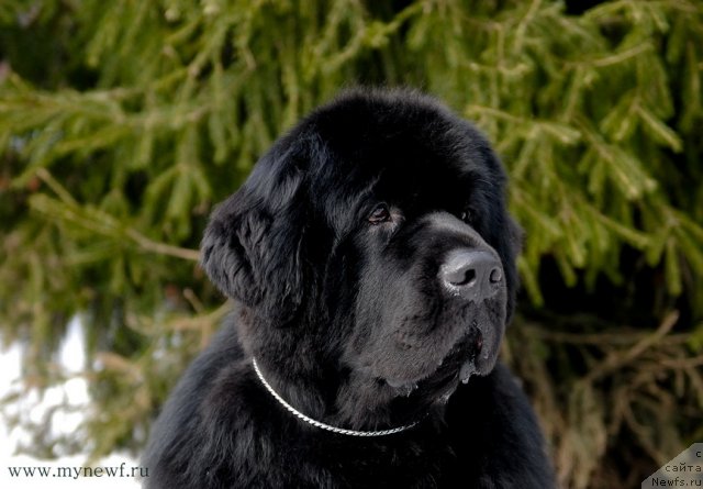 Фотография № 94035