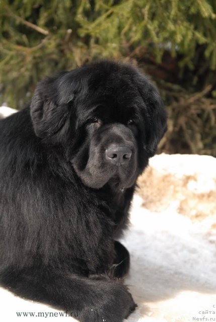 Фото: ньюфаундленд Сент Джонс Ричард Блек Голд (Sent Djons Richard Black Gold)