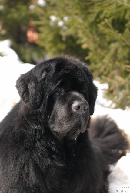 Фото: ньюфаундленд Сент Джонс Ричард Блек Голд (Sent Djons Richard Black Gold)