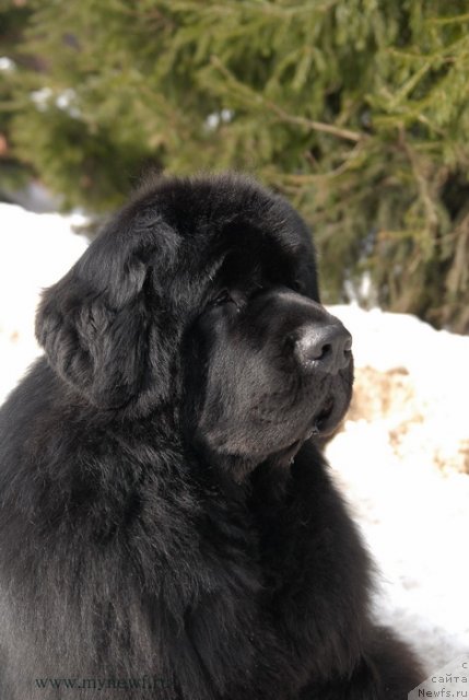 Фото: ньюфаундленд Сент Джонс Ричард Блек Голд (Sent Djons Richard Black Gold)