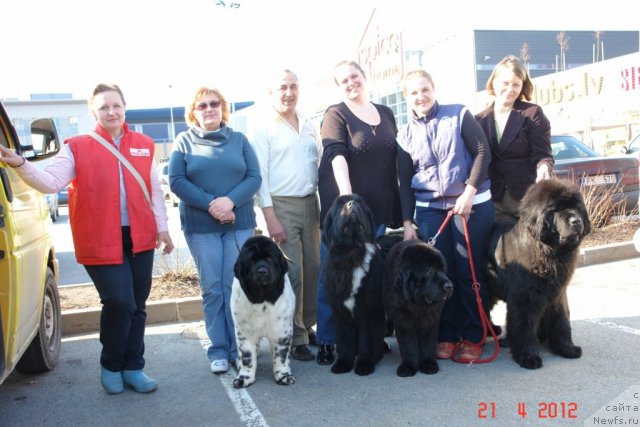 Фото: Ольга Заливако, ньюфаундленд Аквиан Сонг Зеро Гравити (Akvian Song Zero Graviti), Татьяна Актуганова, ньюфаундленд Love Me Tender Midnight Bear, Анастасия Заливако, ньюфаундленд Сент Джонс Хендсел фо Ми (Sent Djons Handsel for Me), Елена Розенфельд, ньюфаундленд Zara Clark Zvezdnij Dar, Гита Даукша