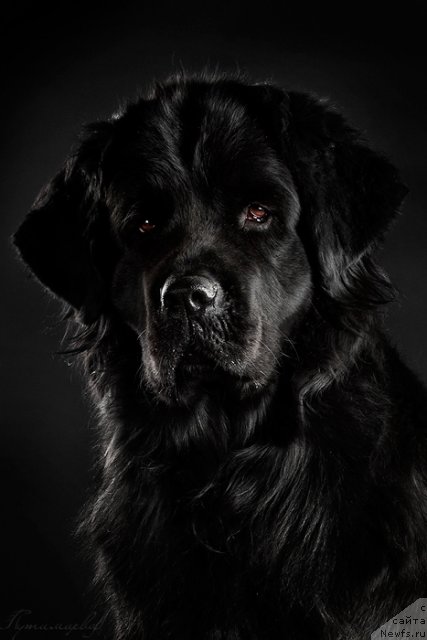 Фото: ньюфаундленд Звезда Удачи от Марлеон Дусвик
