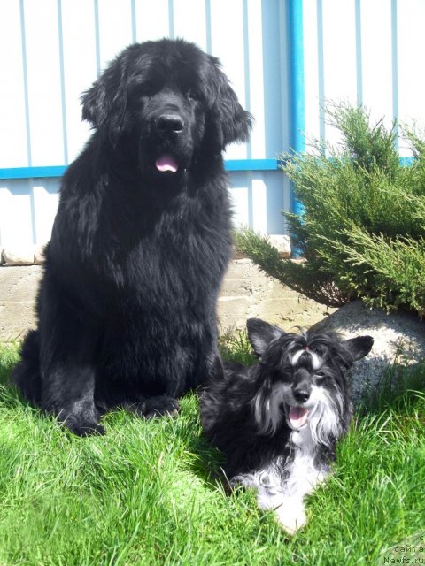 Фото: ньюфаундленд Чудная Красавица, Ирослава Красавчик