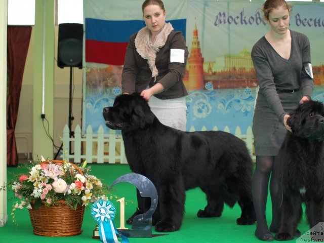 Фото: ньюфаундленд Inside My Heart Midnight Bear, Анастасия Заливако