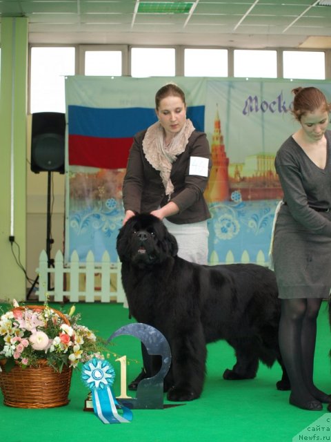 Фото: ньюфаундленд Inside My Heart Midnight Bear, Анастасия Заливако
