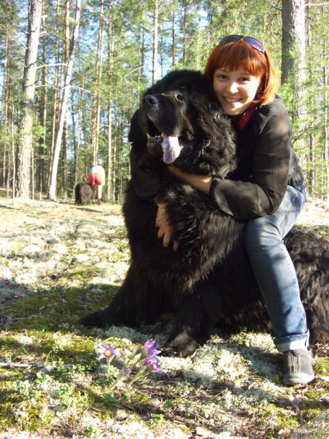 Фото: ньюфаундленд Анджел Викториус, Лиля