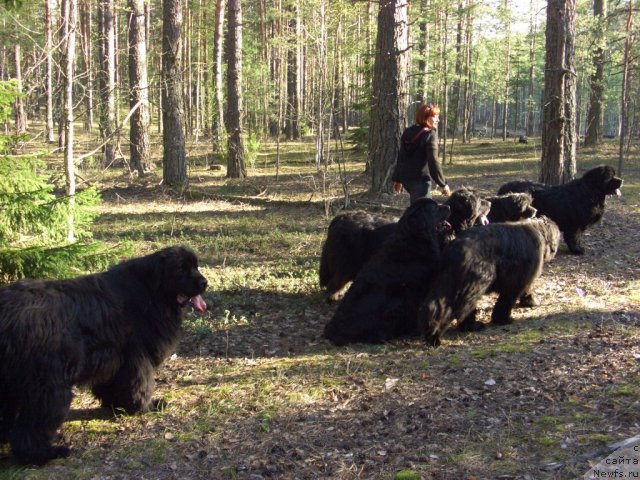 Фото: ньюфаундленд Акин Соул София, ньюфаундленд Лесная Сказка Лунная Соната, ньюфаундленд Барышня, ньюфаундленд Анджел Викториус, ньюфаундленд Глэд Ту Си Джипси