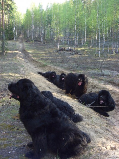 Фото: ньюфаундленд Акин Соул София, ньюфаундленд Лесная Сказка Лунная Соната, ньюфаундленд Глэд Ту Си Джипси, ньюфаундленд Анджел Викториус, ньюфаундленд Большая Медведица