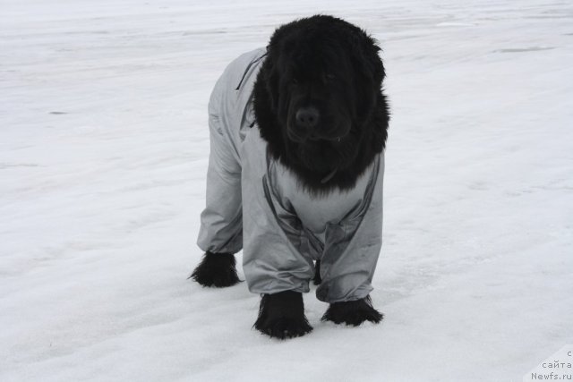 Фотография № 94099