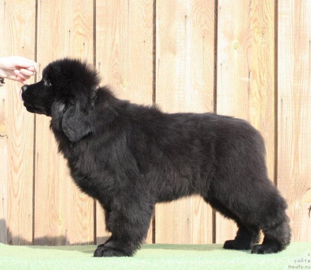 Фото: ньюфаундленд Акватория Келвин Удача