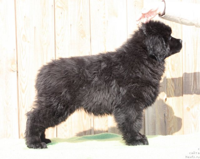 Фото: ньюфаундленд Акватория Келвин Урса Хай Спирит (Aquatoria Kelvin Ursa High Spirit)