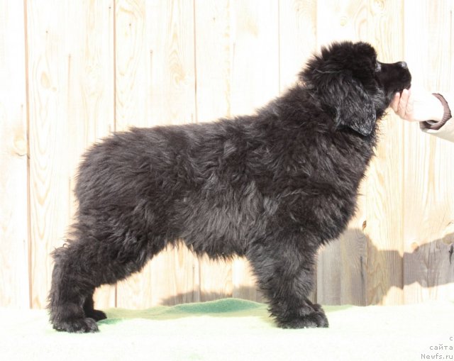 Фото: ньюфаундленд Акватория Келвин Урса Хай Спирит (Aquatoria Kelvin Ursa High Spirit)