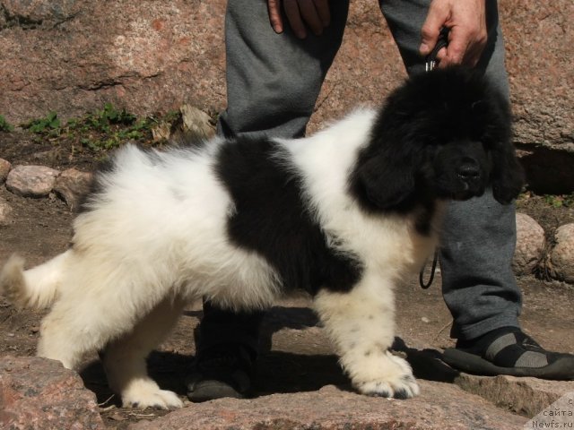 Фото: ньюфаундленд Плюшевая Панда Хаира (Plushevayа Panda Haira)