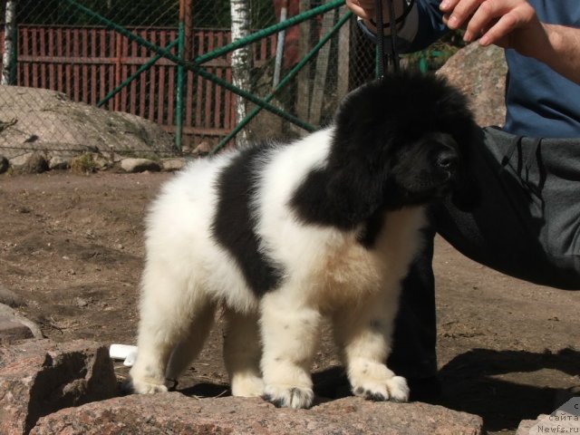 Фото: ньюфаундленд Плюшевая Панда Хаира (Plushevayа Panda Haira)