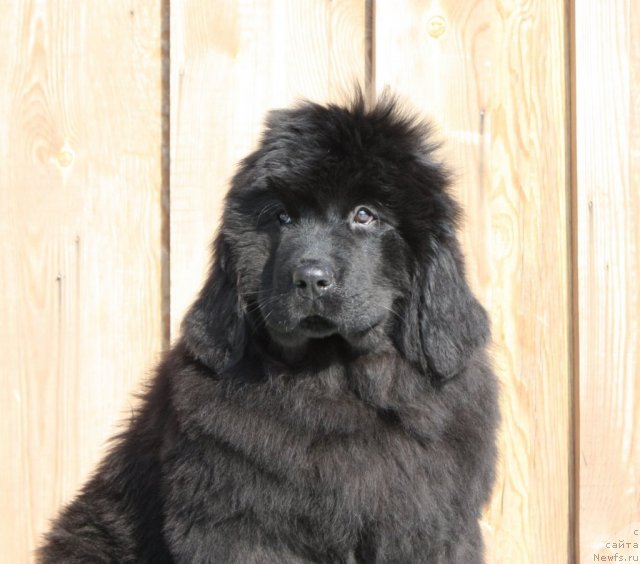 Фото: щенок, ньюфаундленд Акватория Келвин Заския, ньюфаундленд Joy To The World for Shadows Eternity