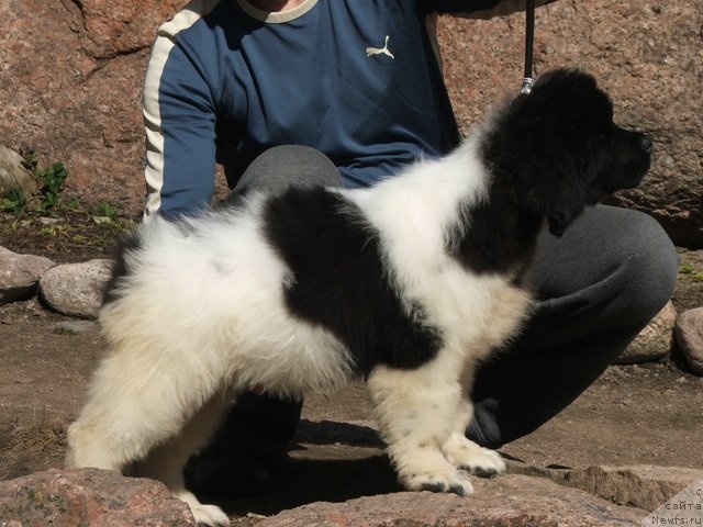 Фото: ньюфаундленд Плюшевая Панда Хаира (Plushevayа Panda Haira)