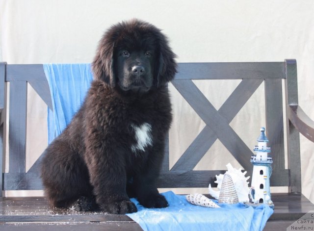 Фото: ньюфаундленд Акватория Келвин Таёжный Роман