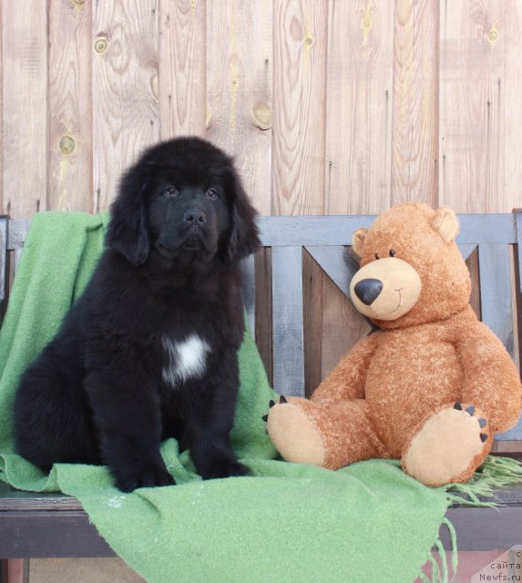 Фото: ньюфаундленд Акватория Келвин Таёжный Роман