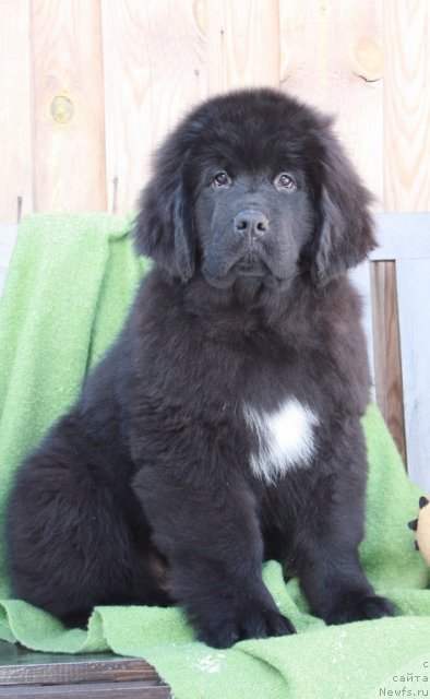 Фото: ньюфаундленд Акватория Келвин Таёжный Роман