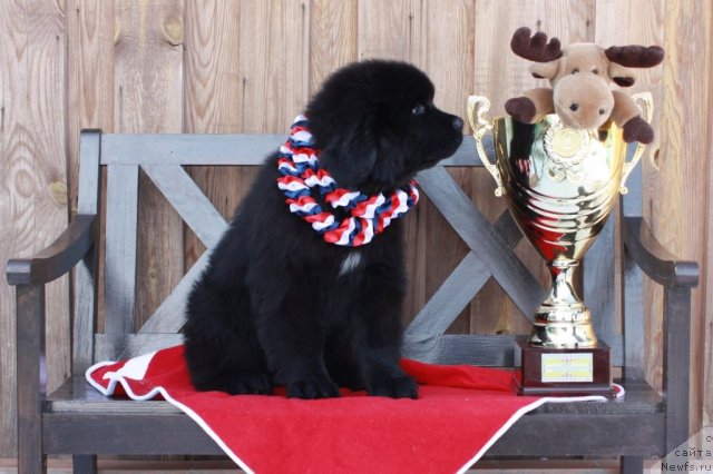 Фото: ньюфаундленд Акватория Келвин Тигуан