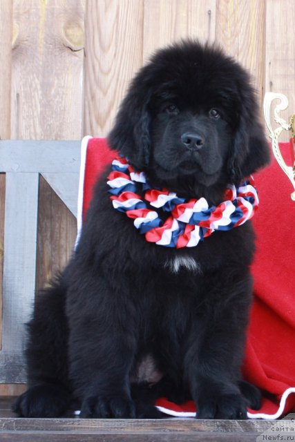 Фото: ньюфаундленд Акватория Келвин Тигуан