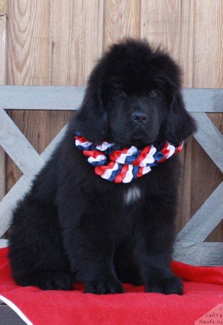 Фото: ньюфаундленд Акватория Келвин Тигуан