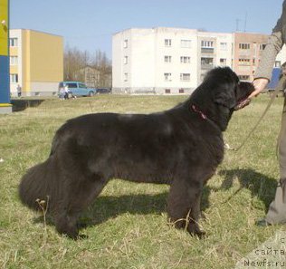 Фото: ньюфаундленд Бегущая по Волнам Дансинг Квин (Beguschaya po Volnam Dancing Queen)