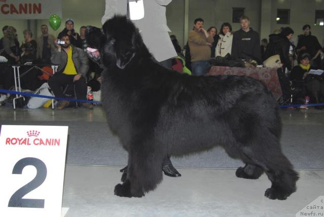 Фото: ньюфаундленд Fairweathers Italien Style