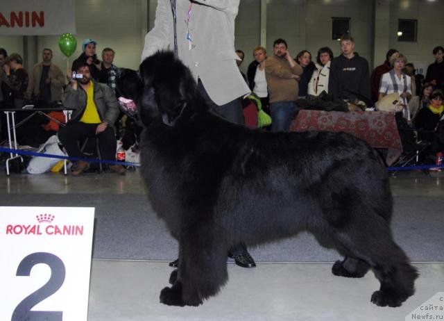 Фото: ньюфаундленд Fairweathers Italien Style