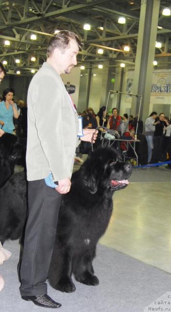 Фото: ньюфаундленд Fairweathers Italien Style, Виктор Хрищанович