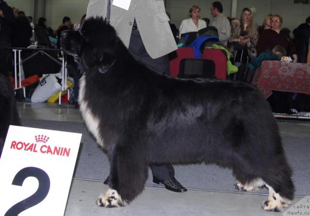 Фото: ньюфаундленд Fairweathers Mary Jane